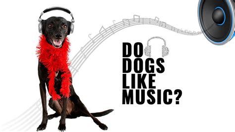 do dogs like music? What about classical versus pop?